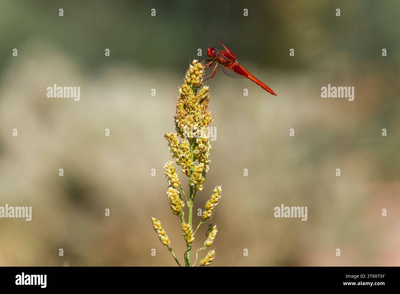 Dragonfly fiamma, Skimmer Libellula saturata, appollaiato sulla pianta di miglio nel deserto sudoccidentale Foto Stock
