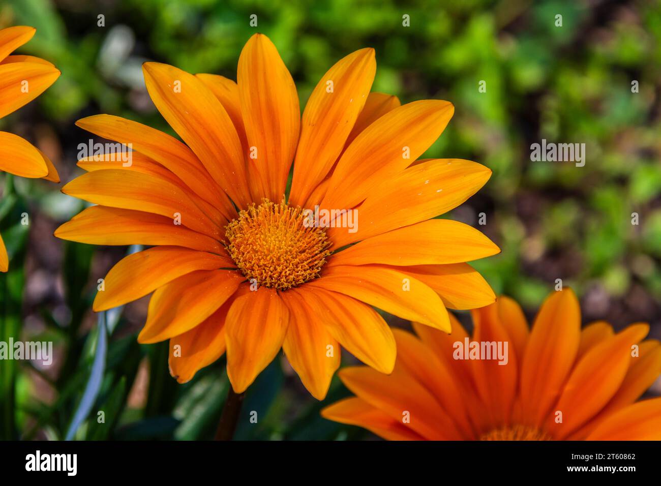 Gazinia "Gazoo Clear Orange", Gazania rigens, al Mercer Arboretum e ai Giardini Botanici di Spring, Texas. Foto Stock