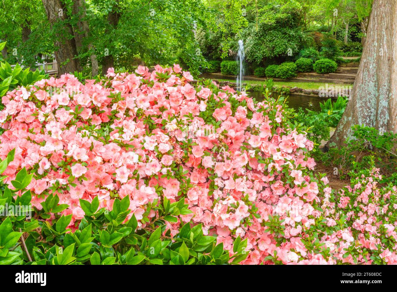Meditation Garden presso il Tyler Municipal Rose Garden di Tyler, Texas. Foto Stock