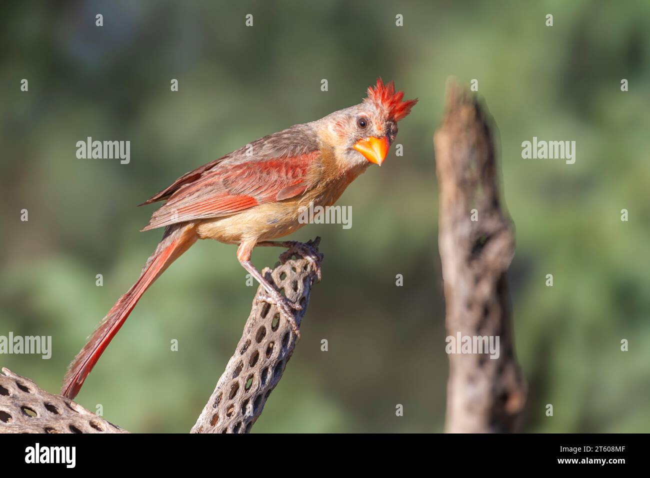 Cardinale del Nord, Cardinalis cardinalis, nel deserto dell'Arizona. Foto Stock