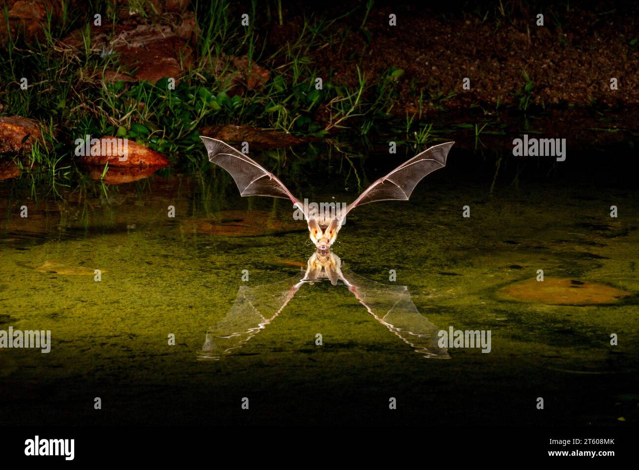 Pallida Bat, Antrozous pallidus, a immersioni notturne a stagno per ottenere una bevanda di acqua. Foto Stock
