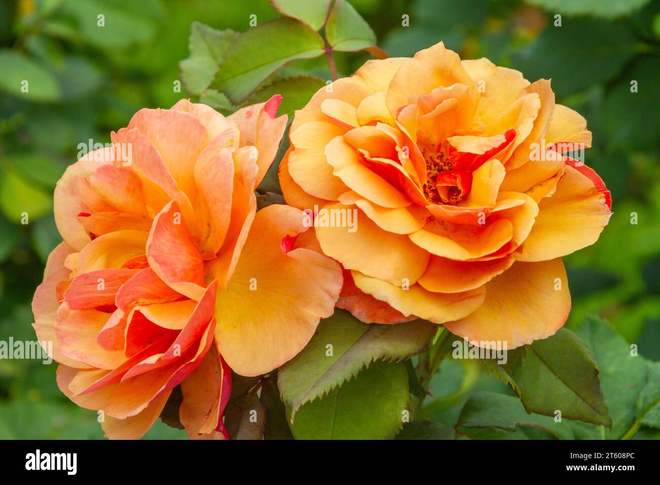 All American Rose grandiflora Rose ABOUT FACE al Tyler Municipal Rose Garden di Tyler, Texas. Foto Stock