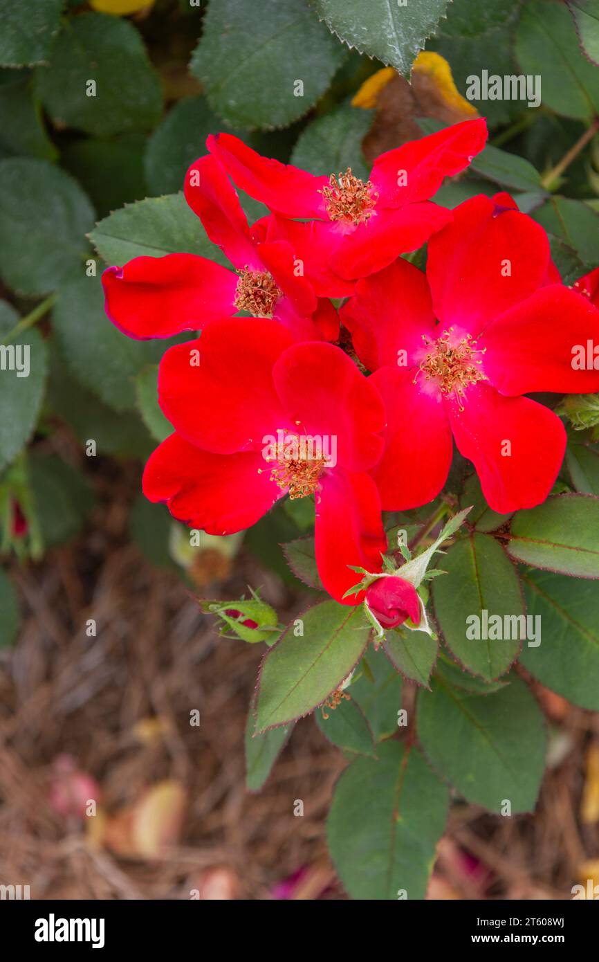 Rose HOME RUN al Tyler Municipal Rose Garden di Tyler, Texas. Foto Stock