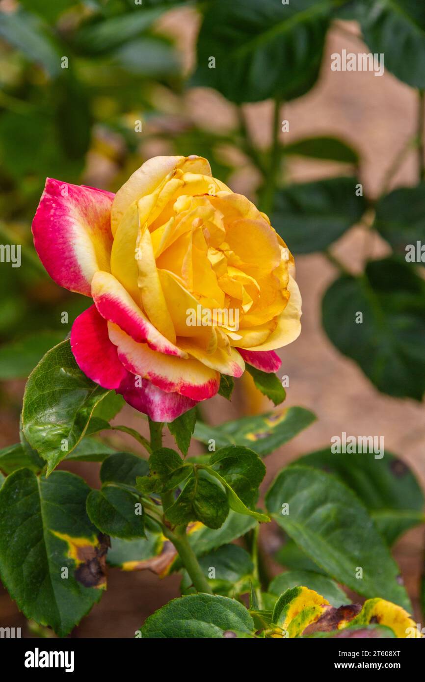 Hybrid Tea Rose "LOVE AND PEACE" al Tyler Municipal Rose Garden di Tyler, Texas. Foto Stock
