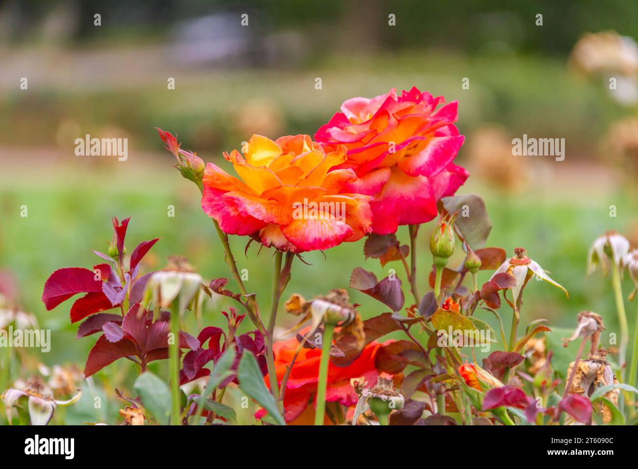 Floribunda Rose MARDI GRAS al Tyler Municipal Rose Garden di Tyler, Texas. Foto Stock