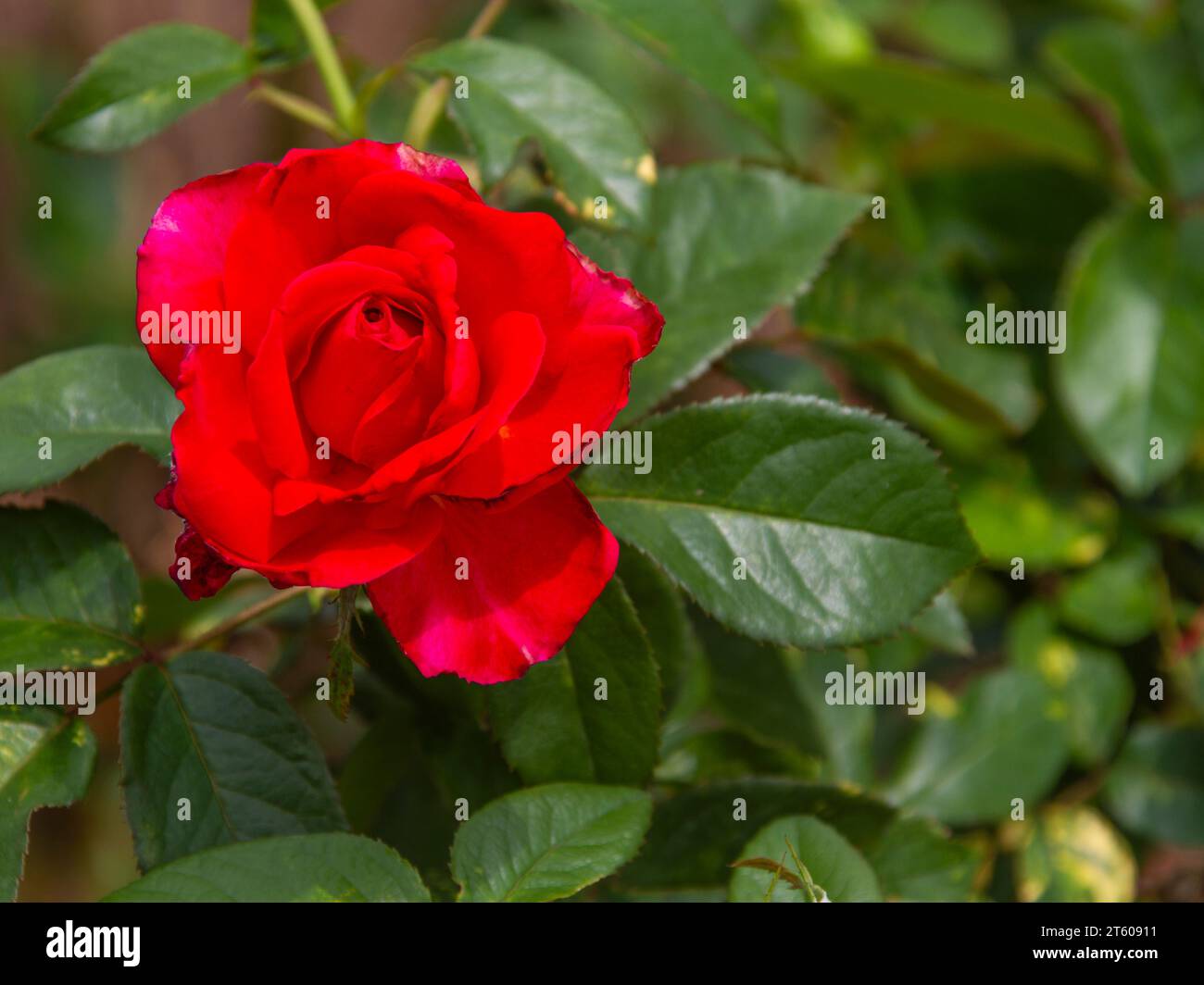 Rose MIKADO al Tyler Municipal Rose Garden di Tyler, Texas. Foto Stock