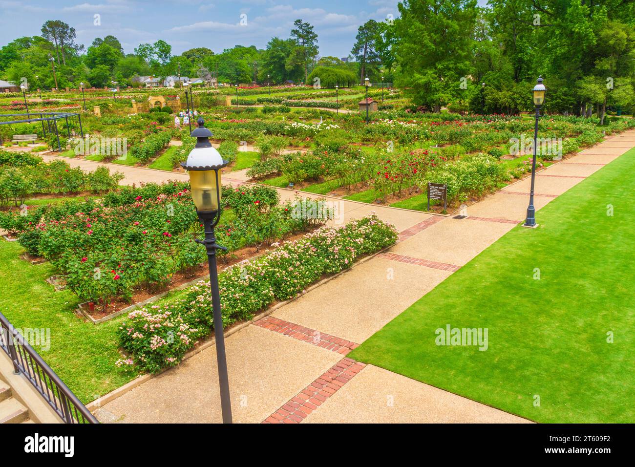 Vista sul giardino dal balcone del giardino municipale delle rose di Tyler, Texas. Foto Stock