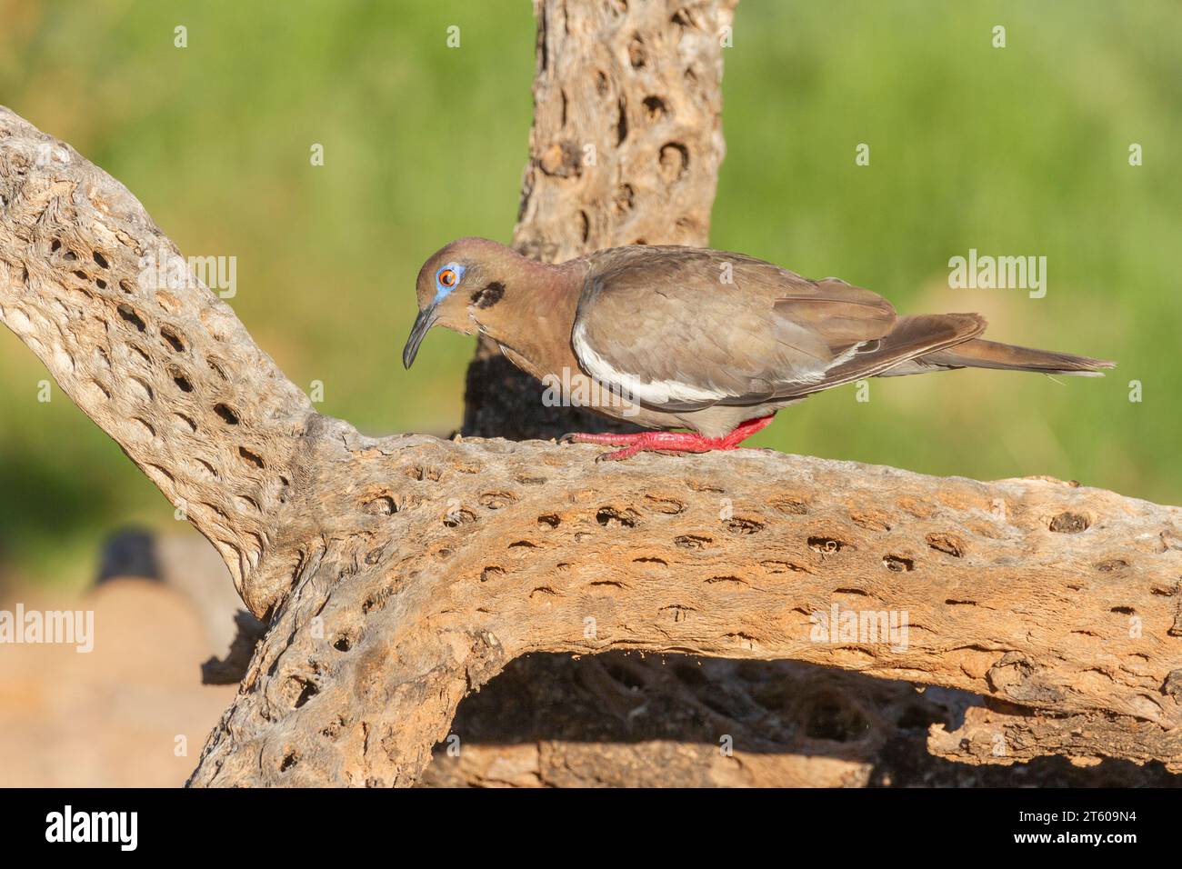 Colomba dalle ali bianche, Zenaida asiatica, nel deserto dell'Arizona. Foto Stock