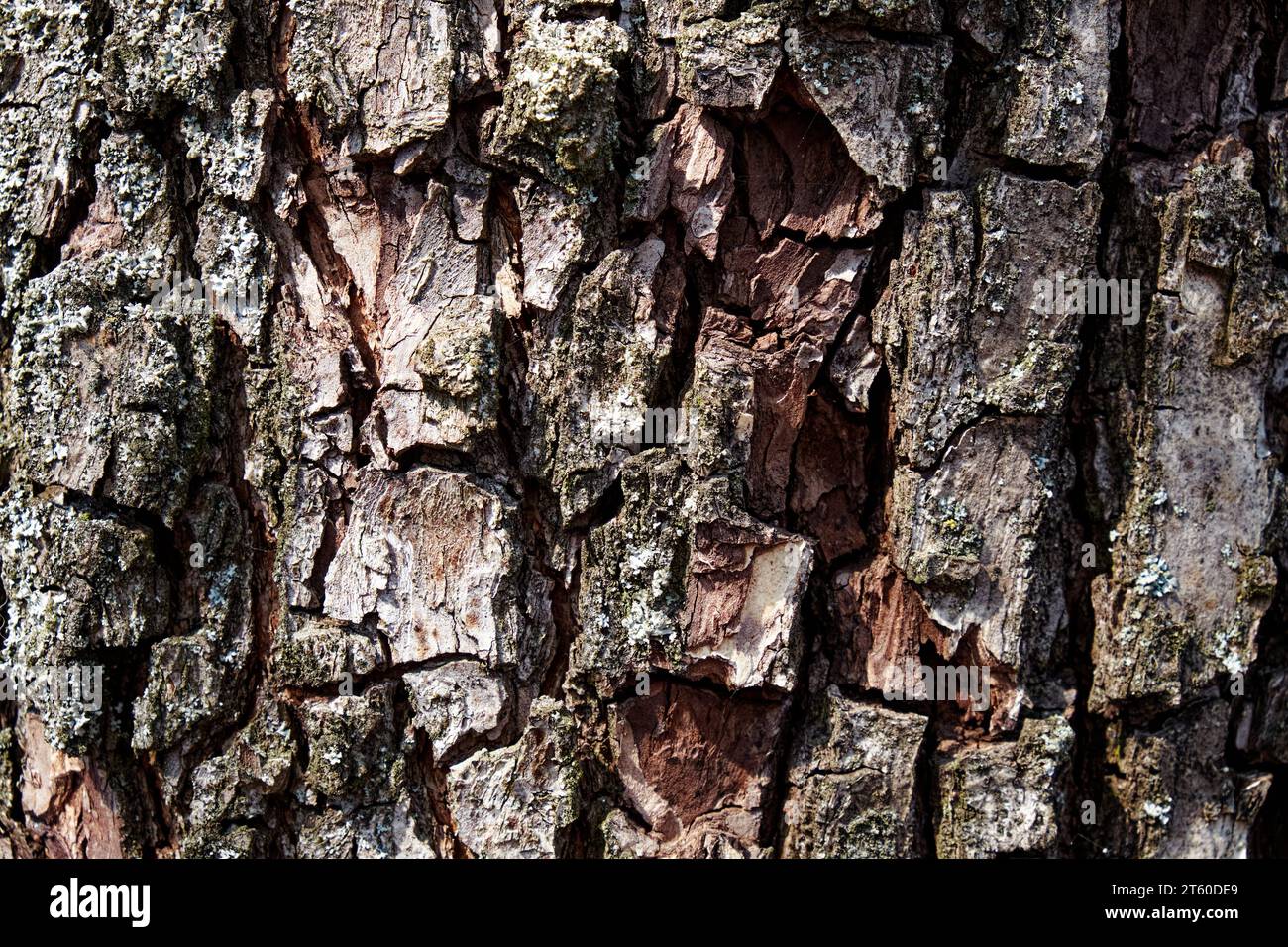 Sullo sfondo della corteccia di legno testurizzata, questo primo piano mette in risalto gli intricati motivi e i colori del lichene, creando un aspetto accattivante Foto Stock