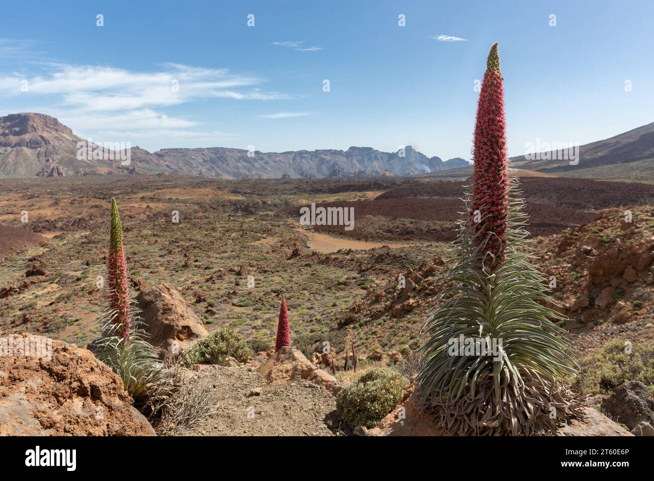 Echium pininana / Bugloss di vipera gigante, Parque Nacional del Teide, Tenerife Foto Stock