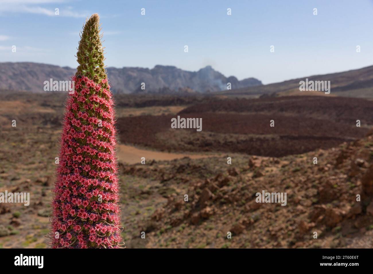 Echium pininana / Bugloss di vipera gigante, Parque Nacional del Teide, Tenerife Foto Stock
