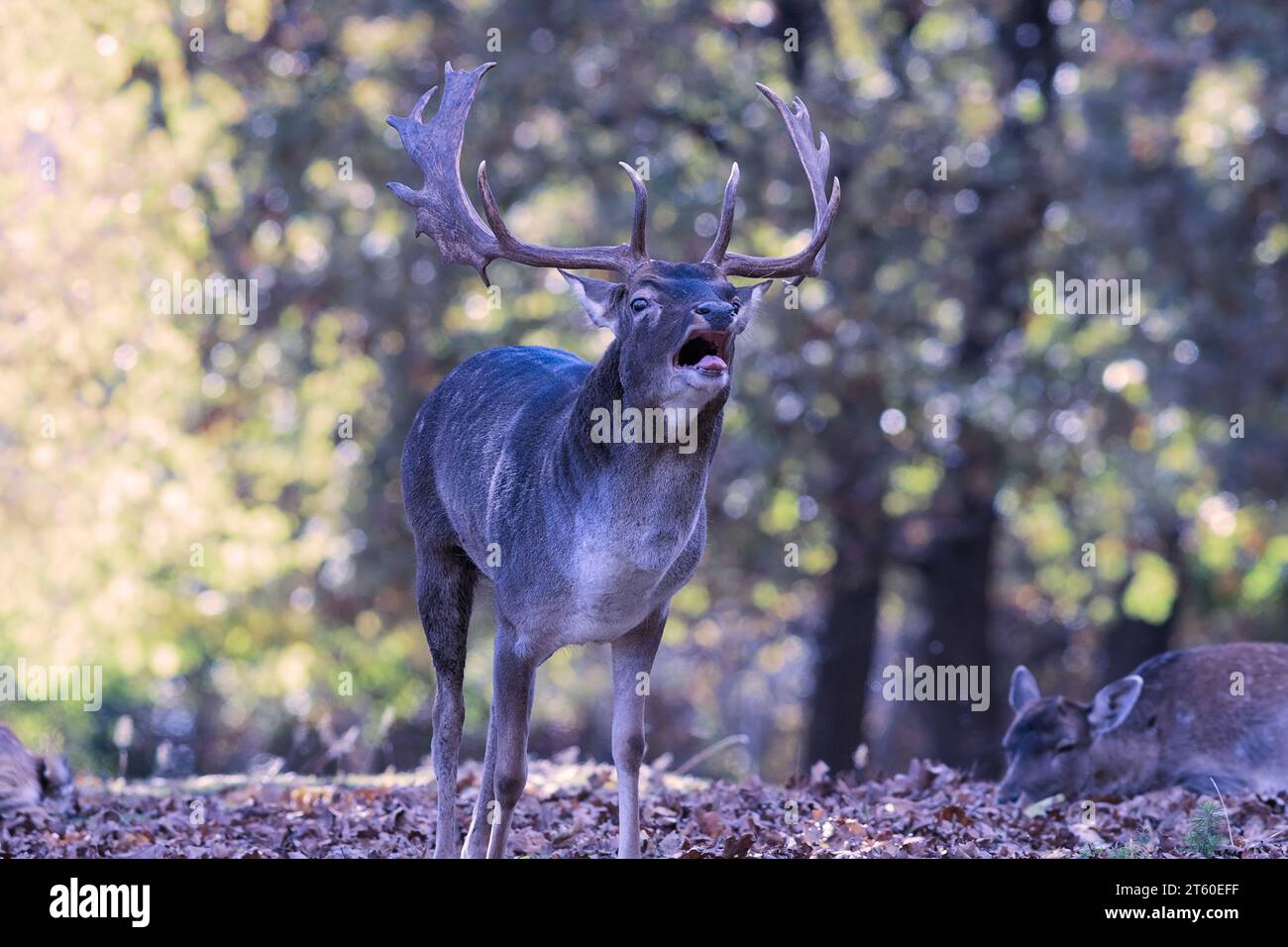 Cervi a riposo nella stagione degli accoppiamenti (Dama dama); i maschi ruggono nelle radure dove le femmine si radunano Foto Stock