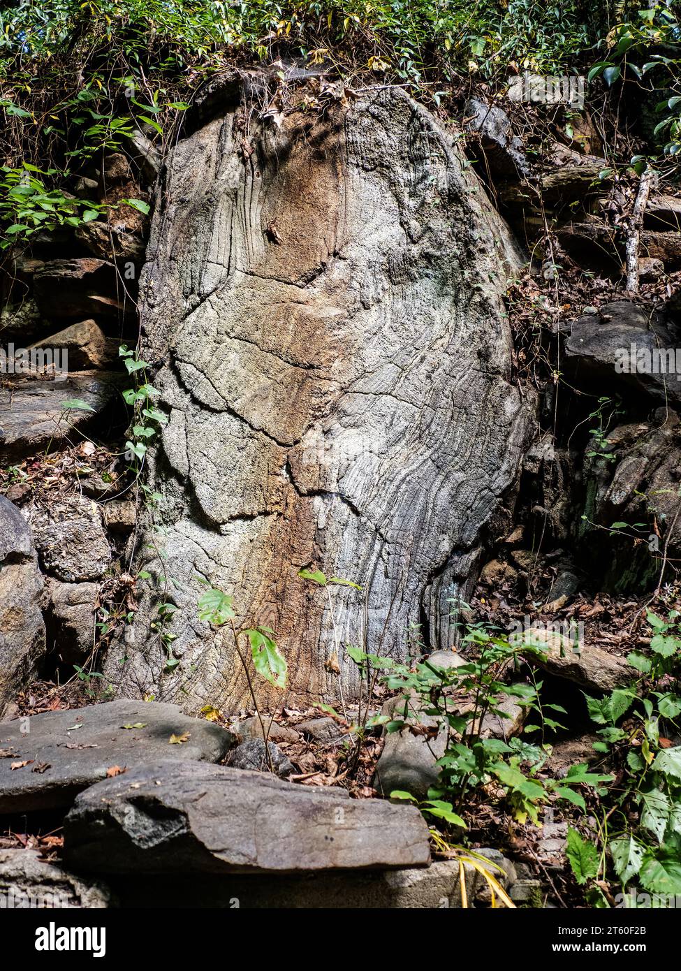 Striature di lava su una roccia - giardini botanici di Asheville Foto Stock