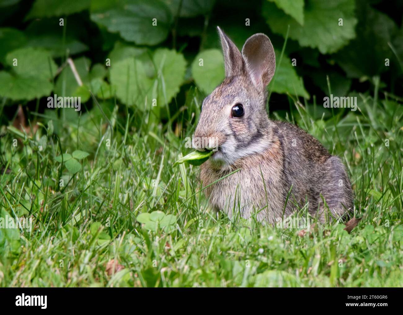 Simpatico coniglio di coda di cotone (Sylvilagus) che sgranocchiano su foglie verdi su un prato del Minnesota settentrionale degli Stati Uniti Foto Stock