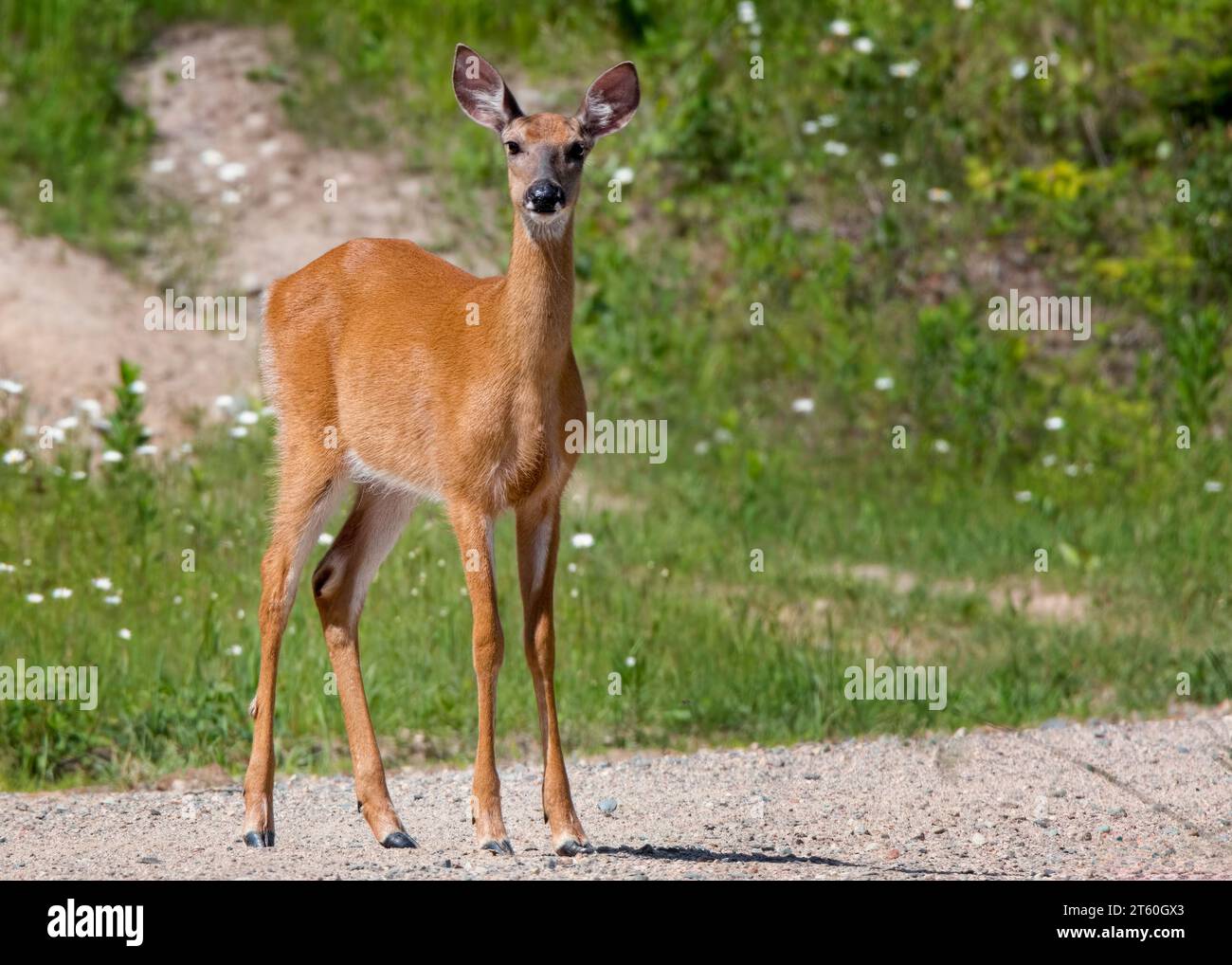 Grazioso giovane cervo di razza Whitetail (Odocoileus virginianus) che si posa su una strada ghiaiosa nella Chippewa National Forest nel nord del Minnesota, Stati Uniti Foto Stock