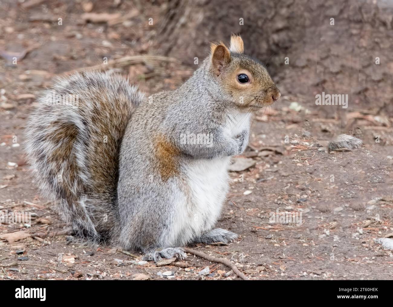 Splendido Squirrel grigio (Sciurus carolinensis) in piedi sulle zampe posteriori sul pavimento della foresta nella Chippewa National Forest, Minnesota settentrionale USA Foto Stock