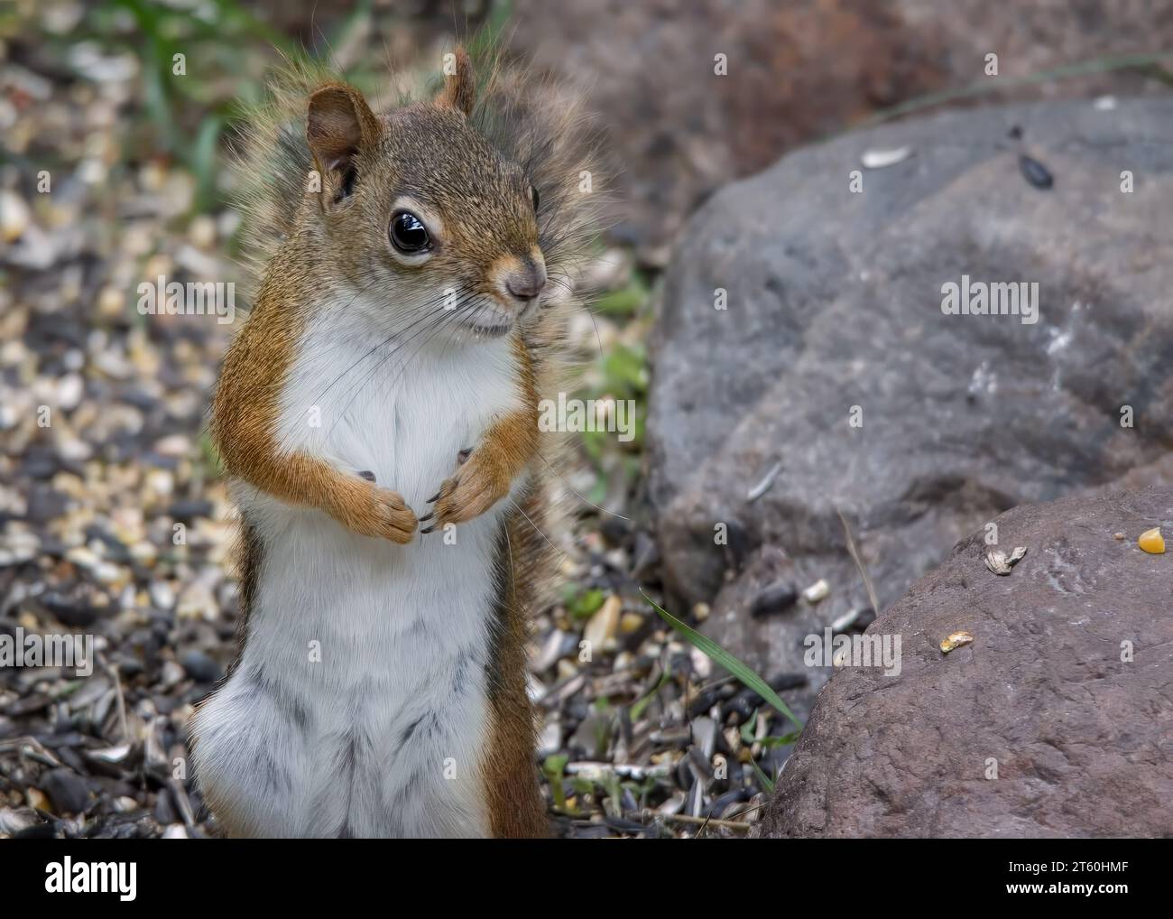 Lo scoiattolo rosso (Sciurus vulgaris) è molto carino e si trova sulle zampe posteriori accanto alle rocce della Chippewa National Forest, Minnesota settentrionale USA Foto Stock