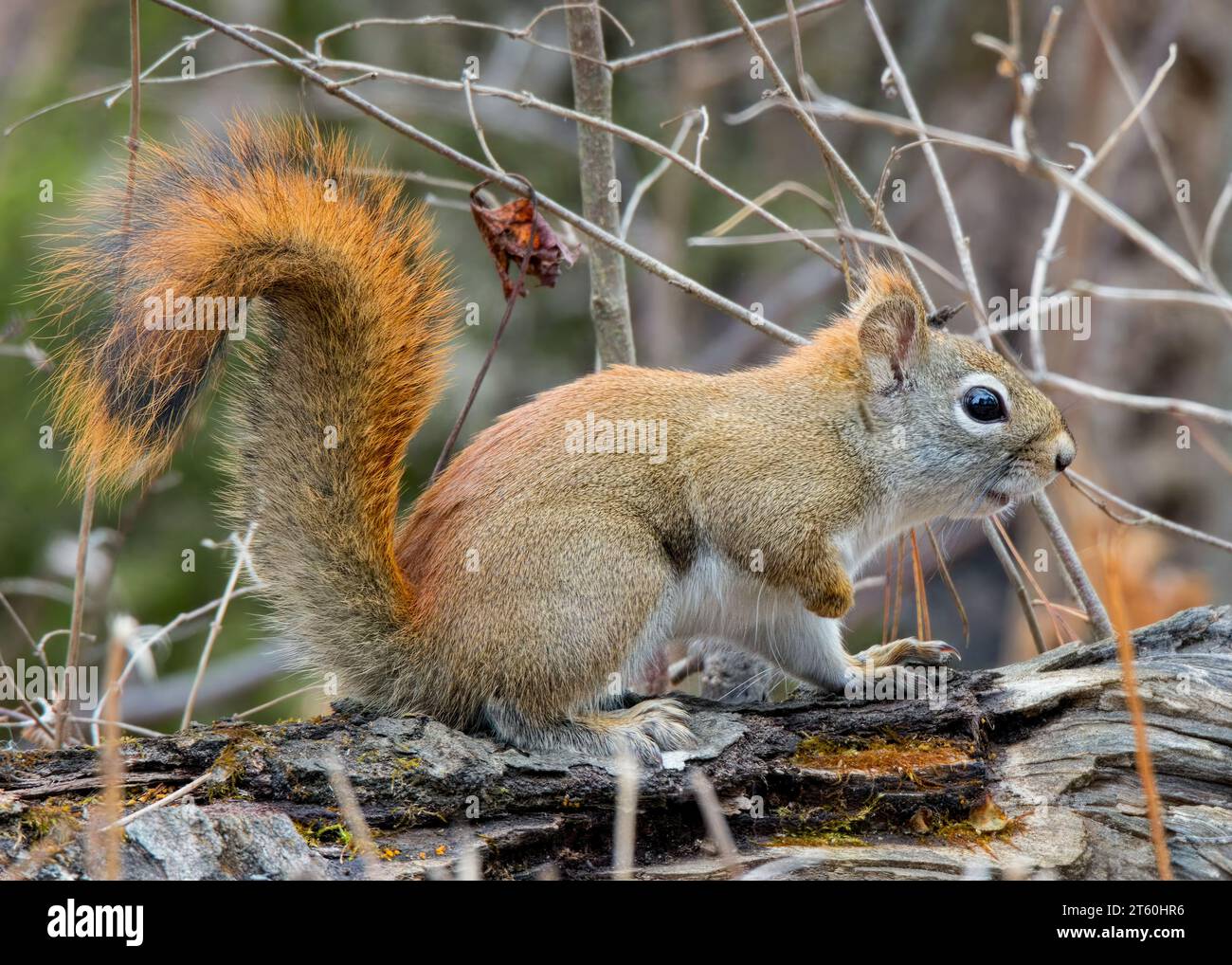 Grazioso scoiattolo rosso (Sciurus vulgaris) seduto su un vecchio tronco nel Minnesota settentrionale nella Chippewa National Forest, Minnesota settentrionale USA Foto Stock
