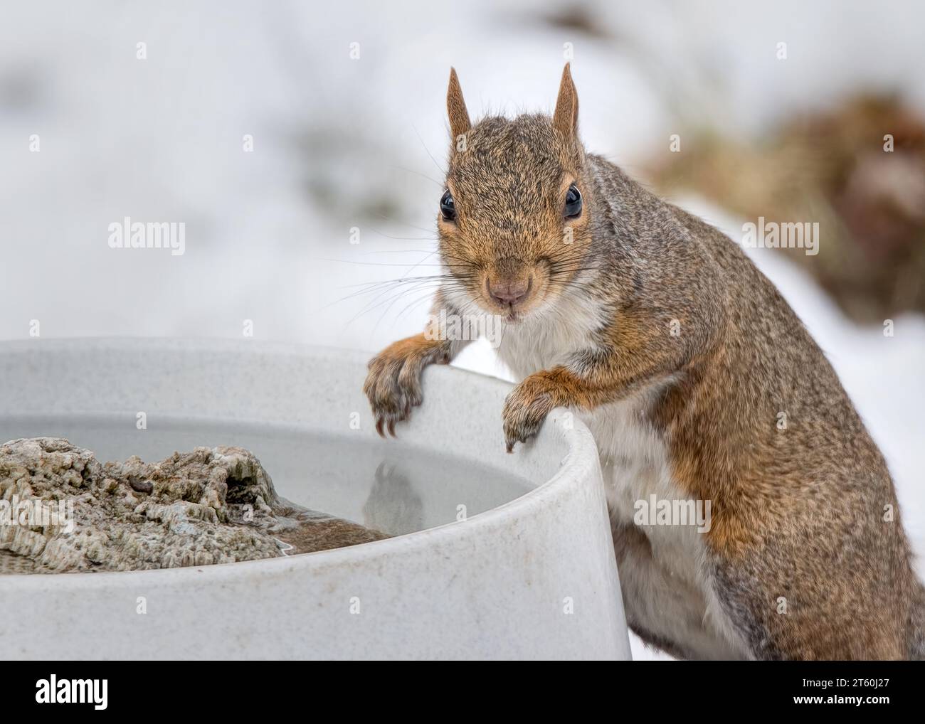 Grazioso Squirrel grigio (Sciurus carolinensis) bere acqua durante un inverno del Minnesota settentrionale Foto Stock