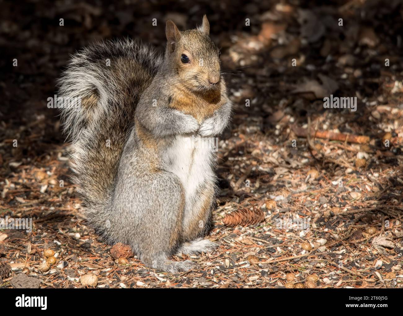Grazioso scoiattolo grigio (Sciurus carolinensis) in posizione eretta con coda arricciata nella Chippewa National Forest, Minnesota settentrionale USA Foto Stock
