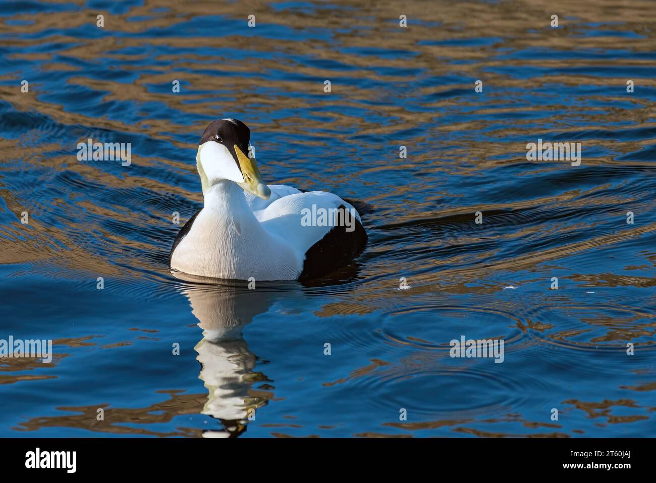 Common Eider Duck Foto Stock