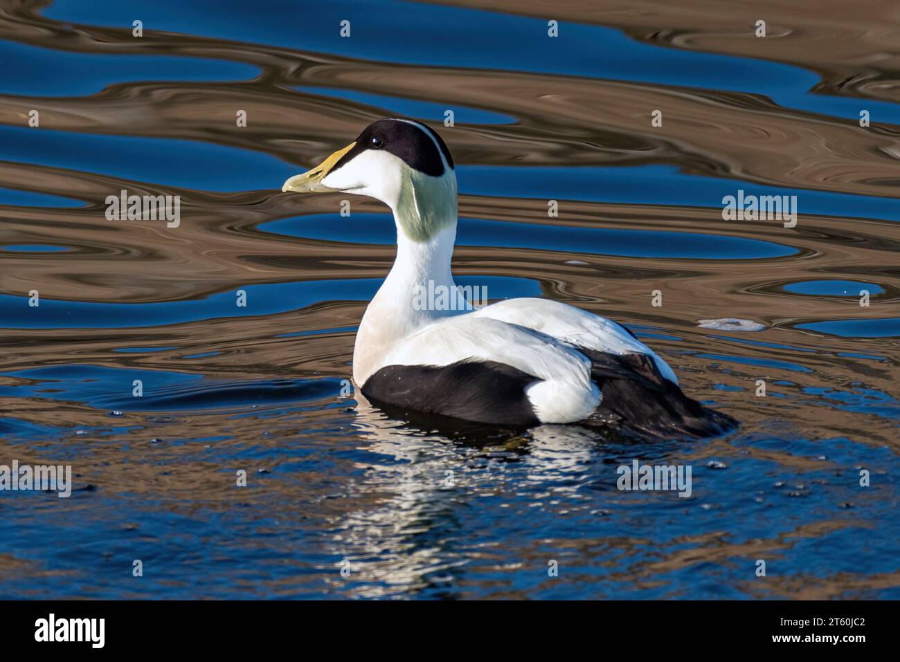Common Eider Duck Foto Stock