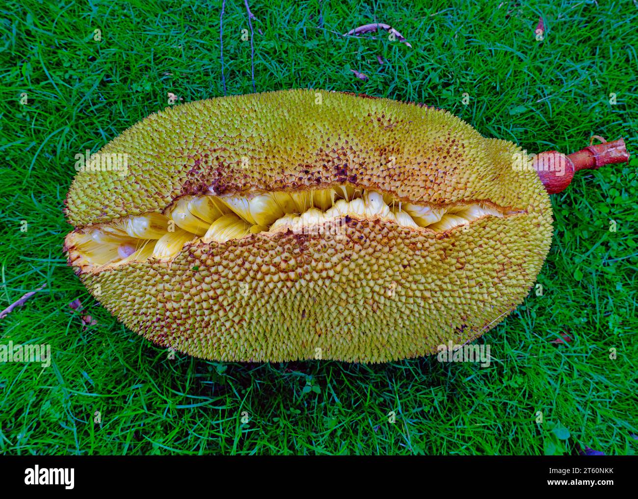 Jackfruit con buccia/scorza strappata che mostra le lampadine all'interno Foto Stock