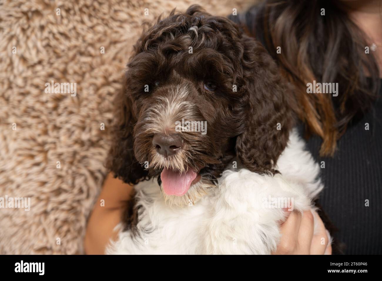 È difficile vedere gli occhi del cucciolo di labradoodle marrone e bianco seduto sul divano. Foto Stock