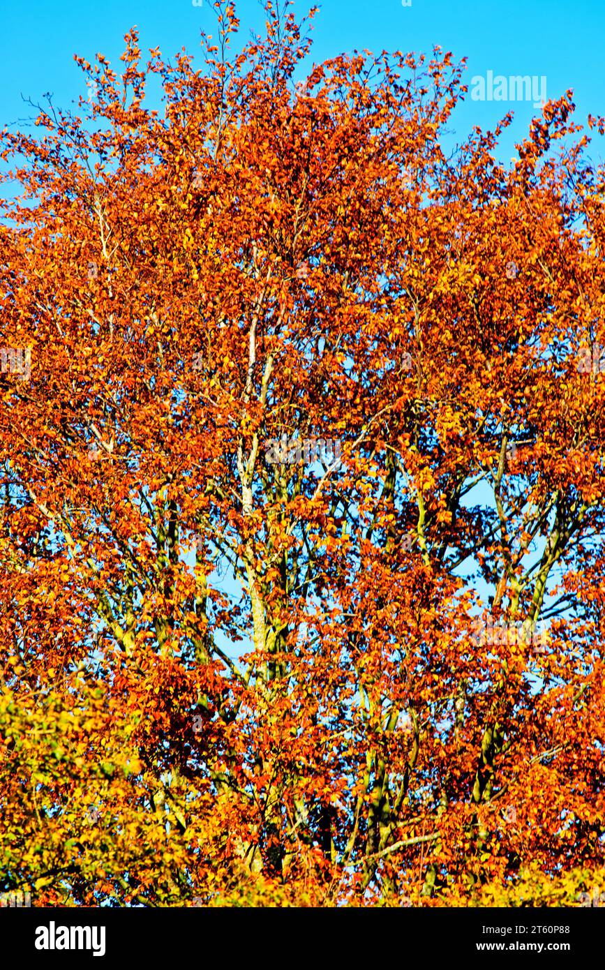 Foglie autunnali a Tree, Yorkshire, Inghilterra Foto Stock