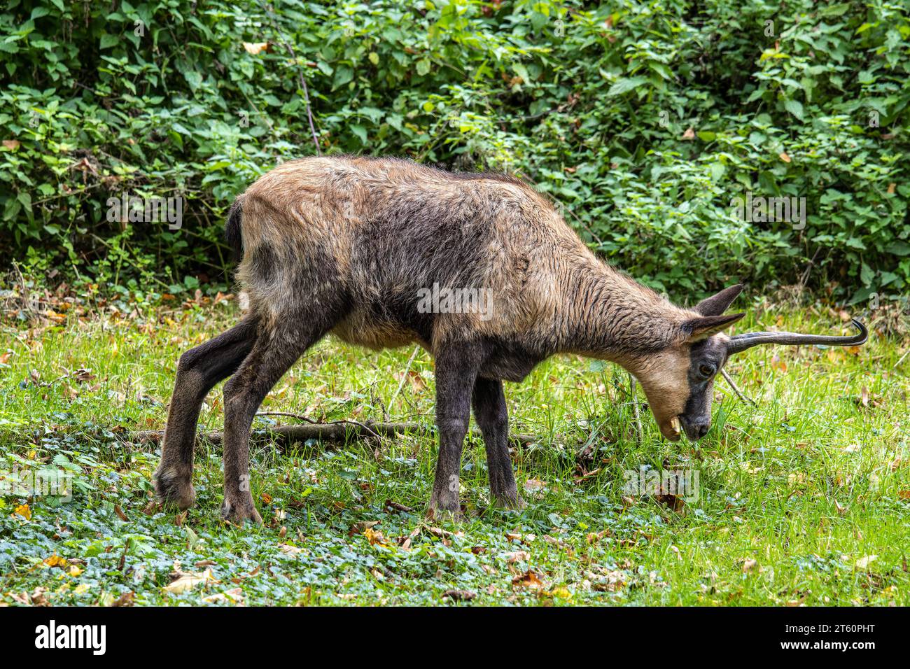 Il camoscio appenninico, Rupicapra pyrenaica ornata, vive nel Parco Nazionale Abruzzo-Lazio-Molise in Italia e nei Pirenei in Spagna Foto Stock