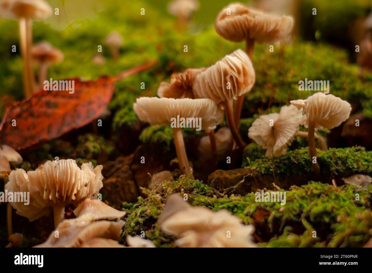 Una lussureggiante scena forestale con una varietà di funghi che crescono sul terreno ricoperti da muschi spessi e foglie sparse Foto Stock