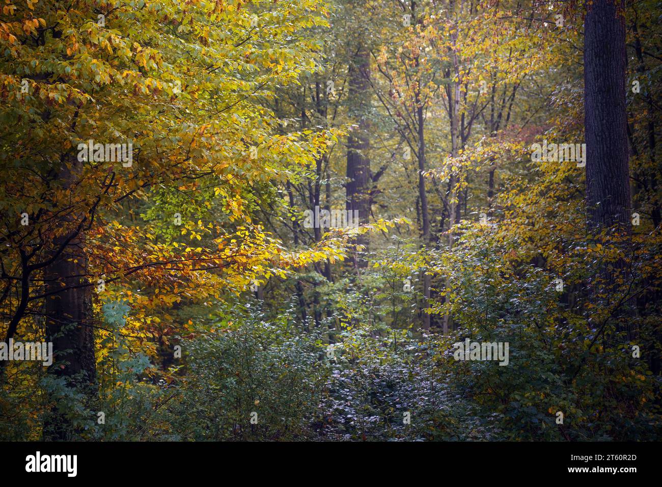 Foglie autunnali d'arancio dorato in una foresta naturale decidua, paesaggio stagionale panoramico nel nord della Germania, spazio di copia, messa a fuoco selezionata, profondità stretta di Foto Stock