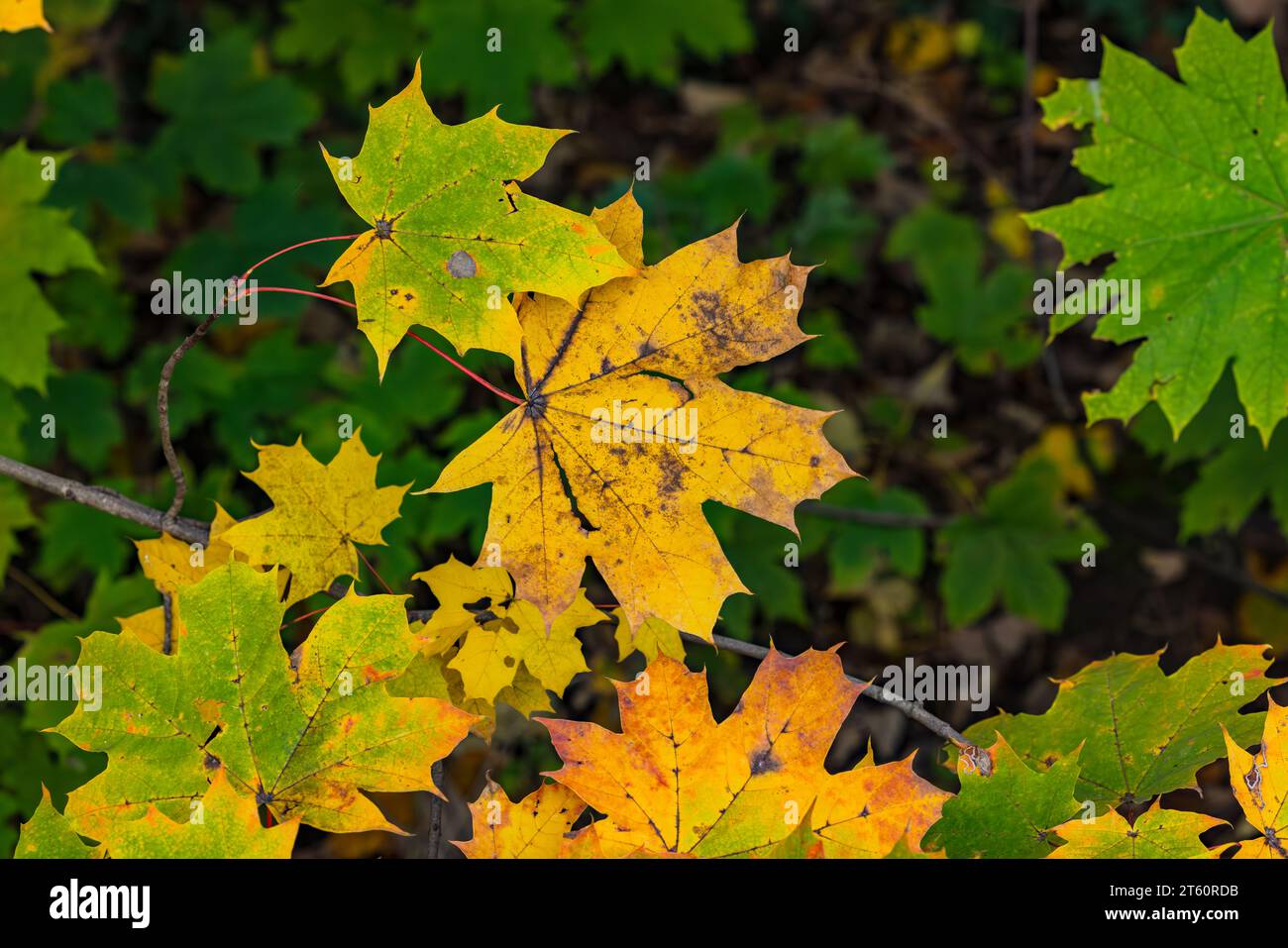 Diverse foglie di acero o di acero norvegese in verde, giallo e arancio in autunno Foto Stock