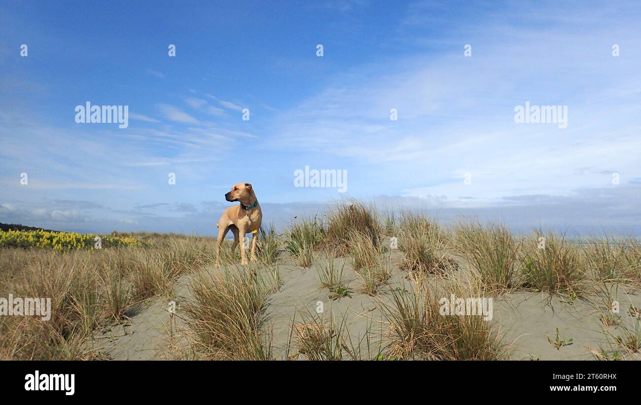 Un giovane cross dog/labrador si erge nobilmente su una duna di sabbia di Waitarere Beach (nuova Zelanda) in una bella giornata primaverile, tra erba e lupini. Foto Stock