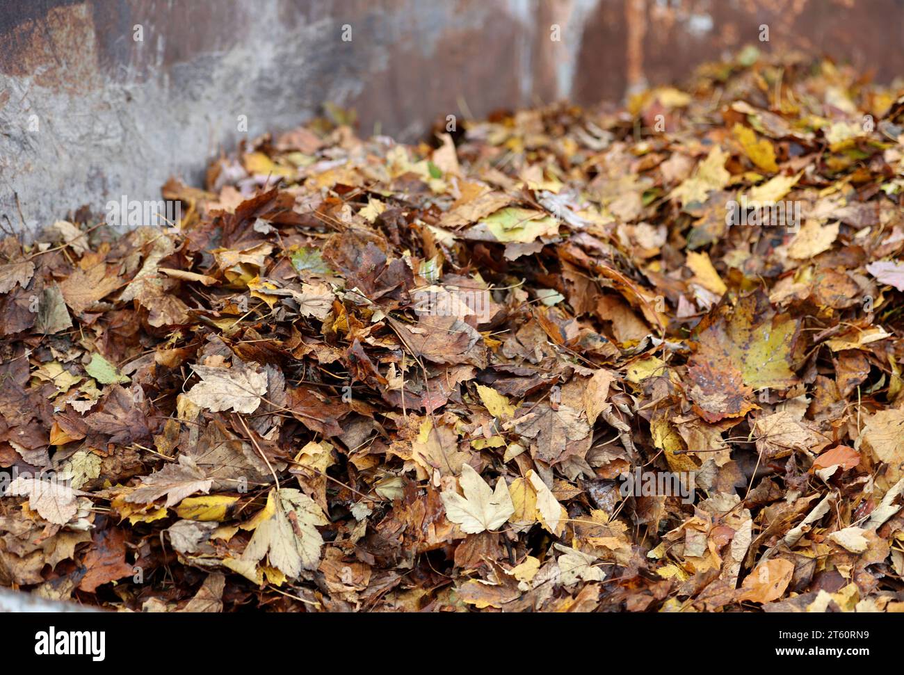 München, Deutschland 07. Novembre 2023: Hier im Bild Laub, Laubhaufen, Blattorgane von Laubbäumen und Sträuchern am Boden, Herbst, Laubblatt, Laubblätter, Färbung, braun, Natur *** Monaco di Baviera, Germania 07 novembre 2023 qui nella foto foglie, mucchio di foglie, organi di foglie di alberi decidui e arbusti sul terreno, autunno, foglie decidue, foglie decidue, colorazione, brown, Nature Credit: Imago/Alamy Live News Foto Stock