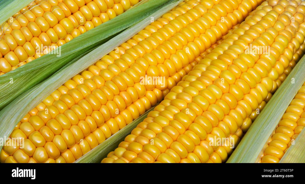Orecchie di mais o pannocchie come sfondo. Pannocchie di mais o pannocchie di mais. Macro shot. Foto Stock
