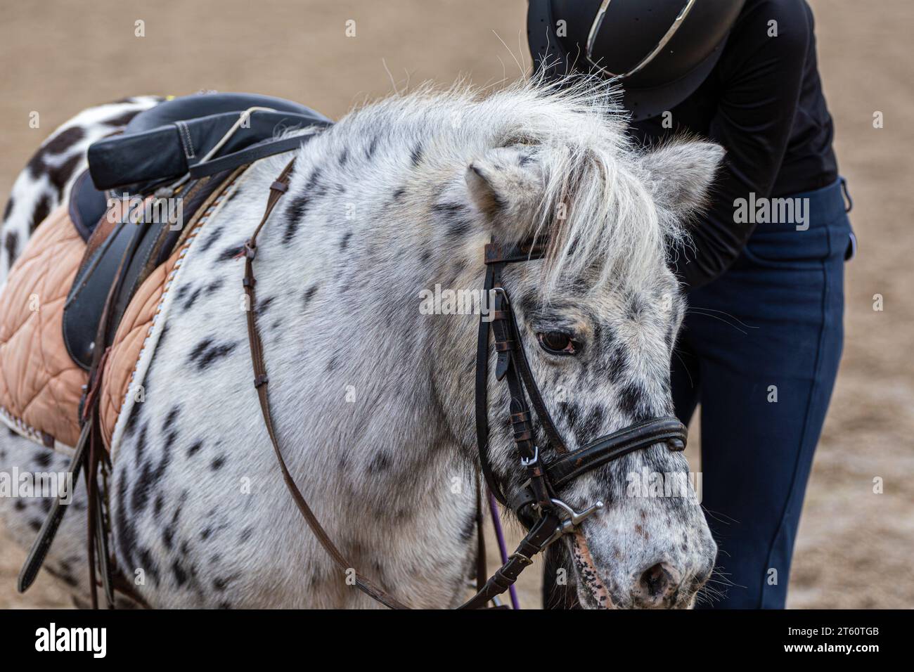 Primo piano di una testa di cavallo durante una lezione di equitazione Foto Stock