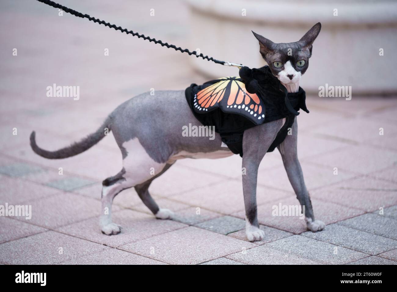 Foto di scorta di una stampa gatto Sphynx Foto Stock