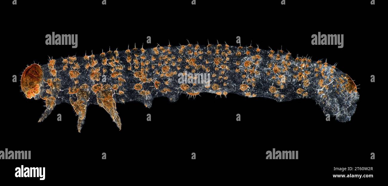 Nematus ribesi, segatura di ribes. Fotomicrografia a campo oscuro Foto Stock