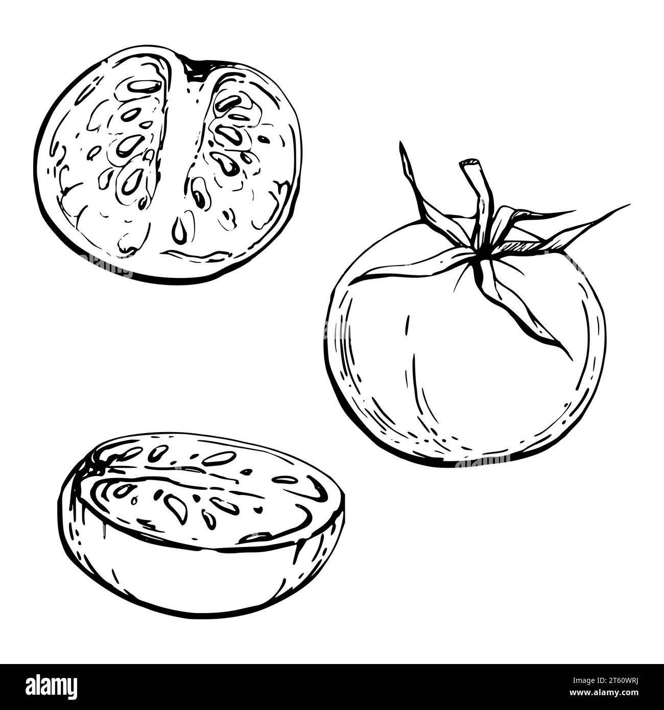 Illustrazione a inchiostro vettoriale disegnata a mano. Pomodoro verdura, integrale e mezzo, prodotto agricolo vegano ecologico. Oggetto singolo isolato su bianco. Progettazione Illustrazione Vettoriale