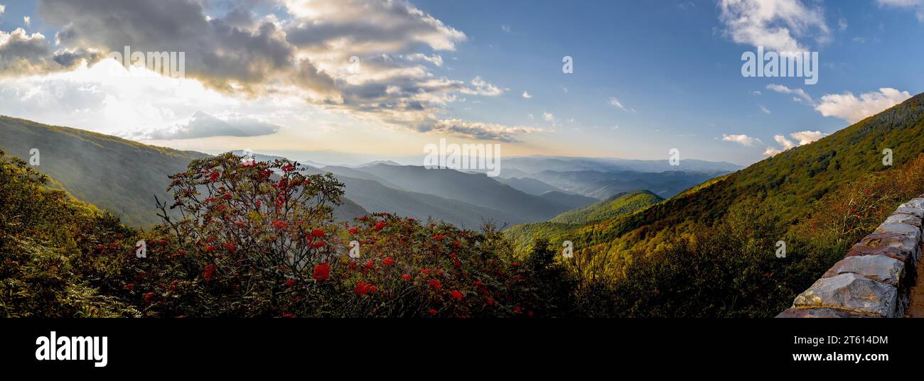 Rododendri e montagne a Craggy Gardens, Asheville, North Carolina Foto Stock