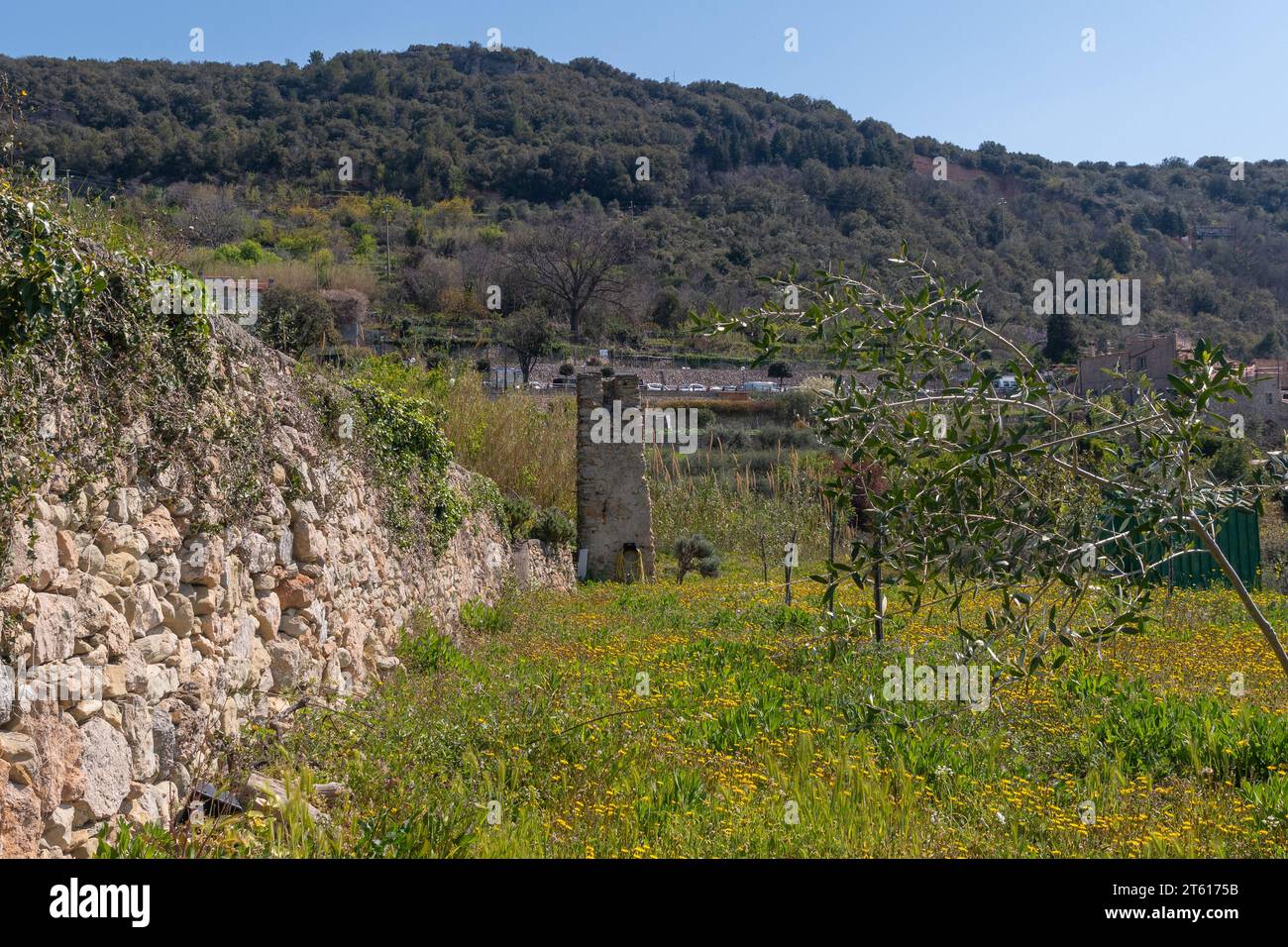Campo terrazzato con un vecchio muro di pietra a secco e ulivi nel borgo medievale in primavera, Borgio Verezzi, Savona, Liguria, Italia Foto Stock