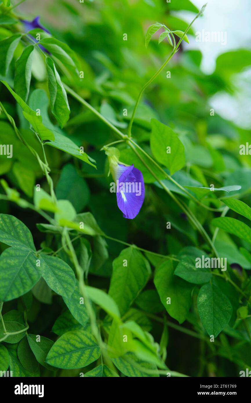 Butterfly Pea o Kembang Telang, è una specie vegetale di Ternate, Indonesia. Foto Stock