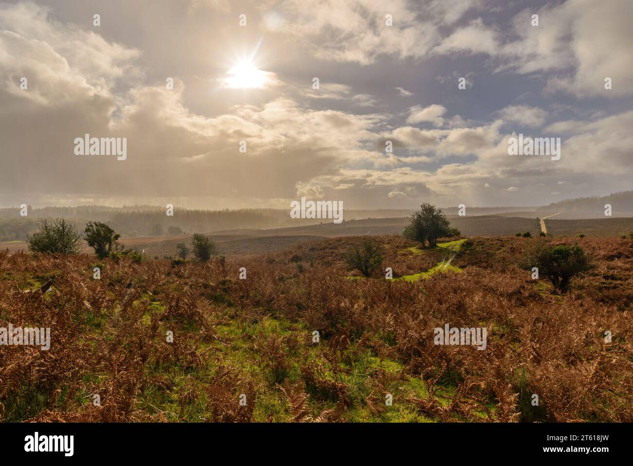 New Forest paesaggio a novembre, autunno, con pioggia, Hampshire, Regno Unito Foto Stock