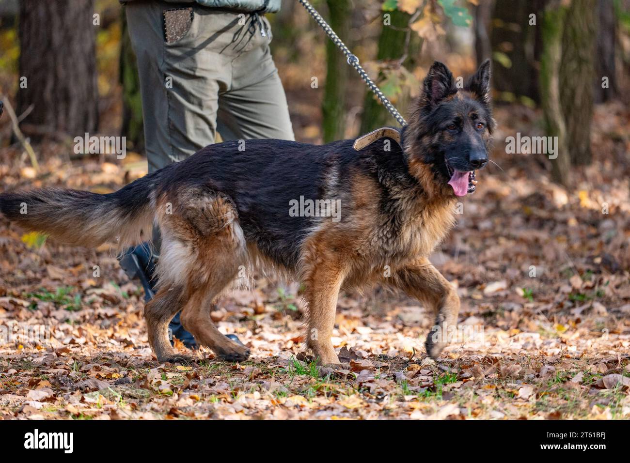 Cane pastore tedesco al guinzaglio in un parco autunnale. Messa a fuoco selettiva Foto Stock
