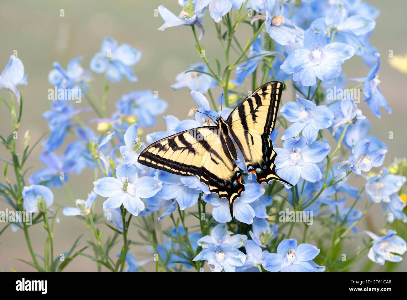 Macro di una farfalla a coda di rondine della tigre occidentale (Papilio rutulus) che si nutre di fiori di delfinio blu. Vista dall'alto con le ali aperte. Foto Stock