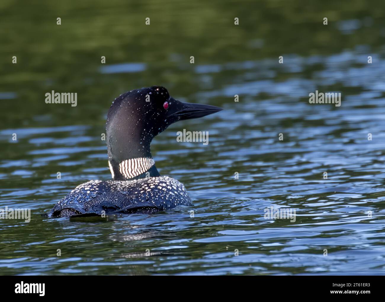 Common Loon (Gavia immer) nuota in un lago in un remoto lago del Minnesota settentrionale nella Chippewa National Forest, Minnesota settentrionale USA Foto Stock