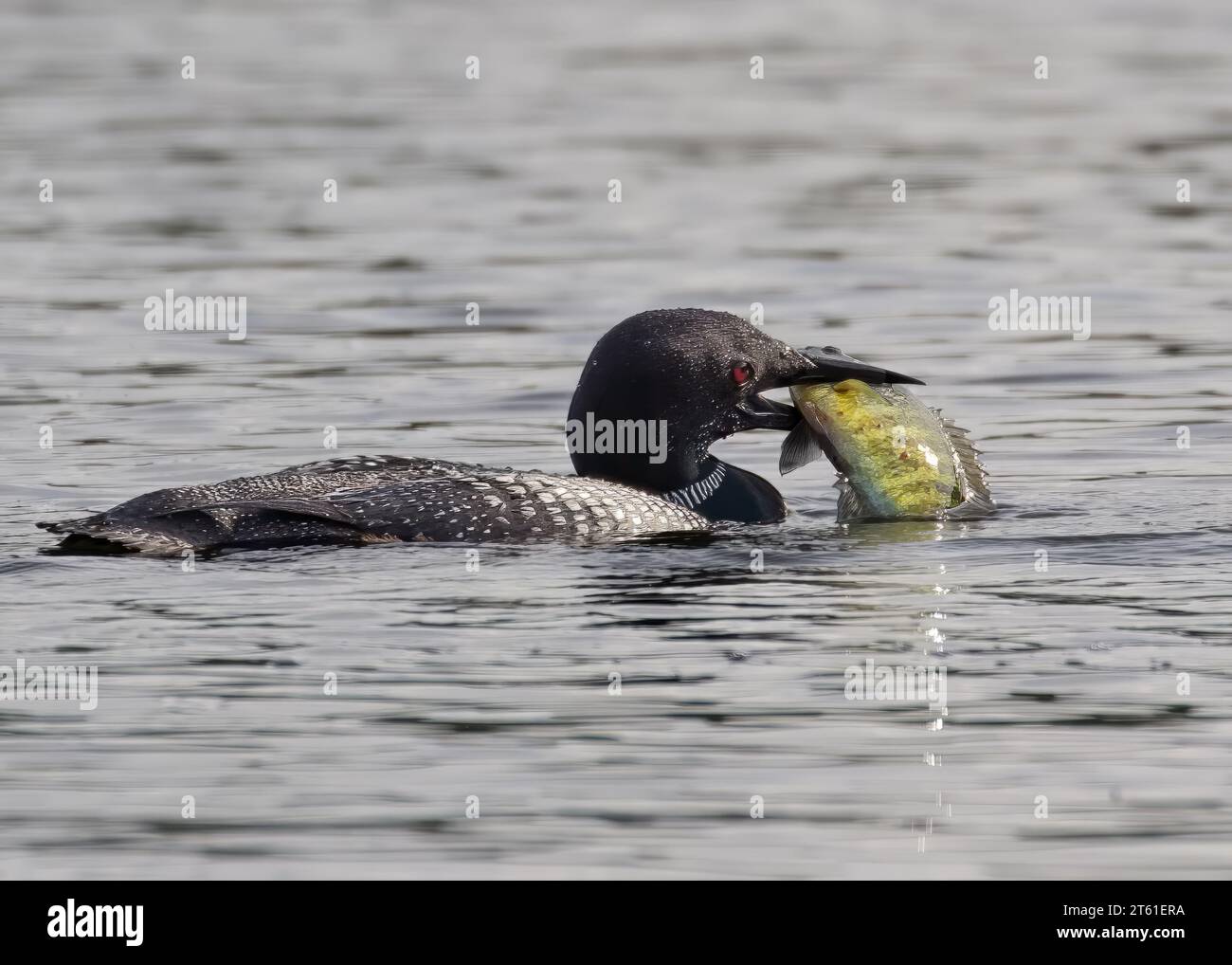 Loon comune adulto Loon comune (Gavia immer) che trita su un pesce persico Bluegill su un lago del Minnesota settentrionale a metà estate nella Chippewa National Forest, Foto Stock