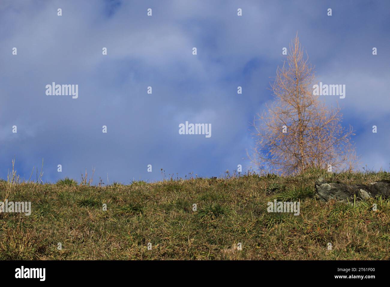 Sfondo erboso con cielo azzurro, nuvole bianche e silhouette di conifera morbida Foto Stock