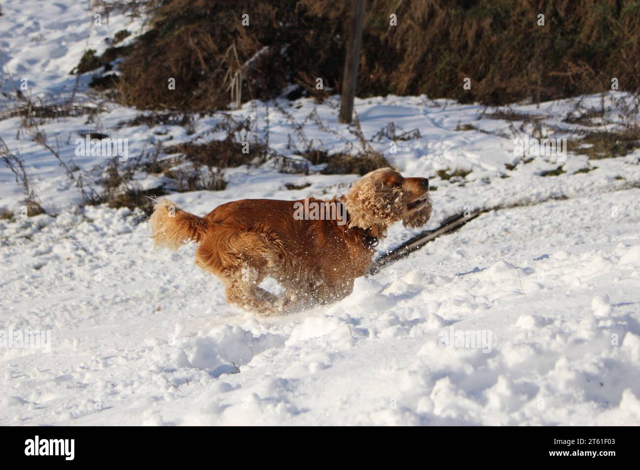 Cane Cocker Spaniel che gioca sulla neve Foto Stock